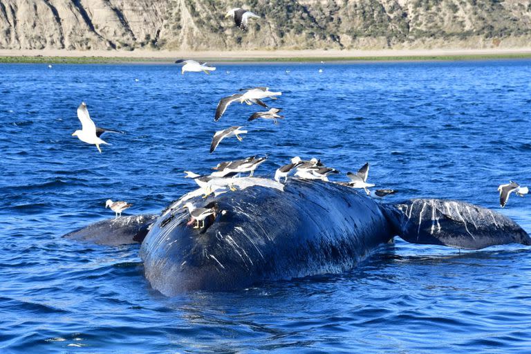 Un ejemplar de ballena franca muerto en la costa de Puerto Madryn