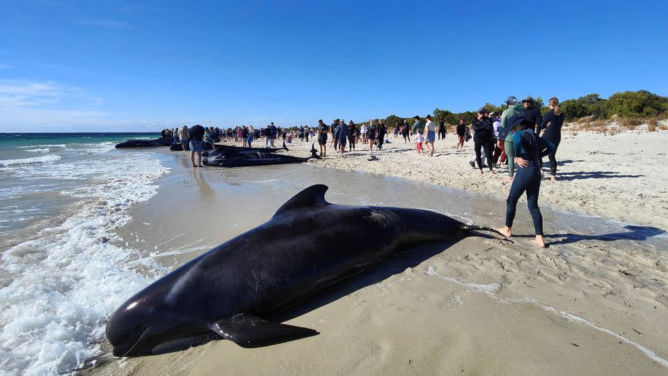 People walk near whales stranded on a beach at Toby's Inlet, Dunsborough, Australia. - Dunsborough and Busselton Wildli/Reuters