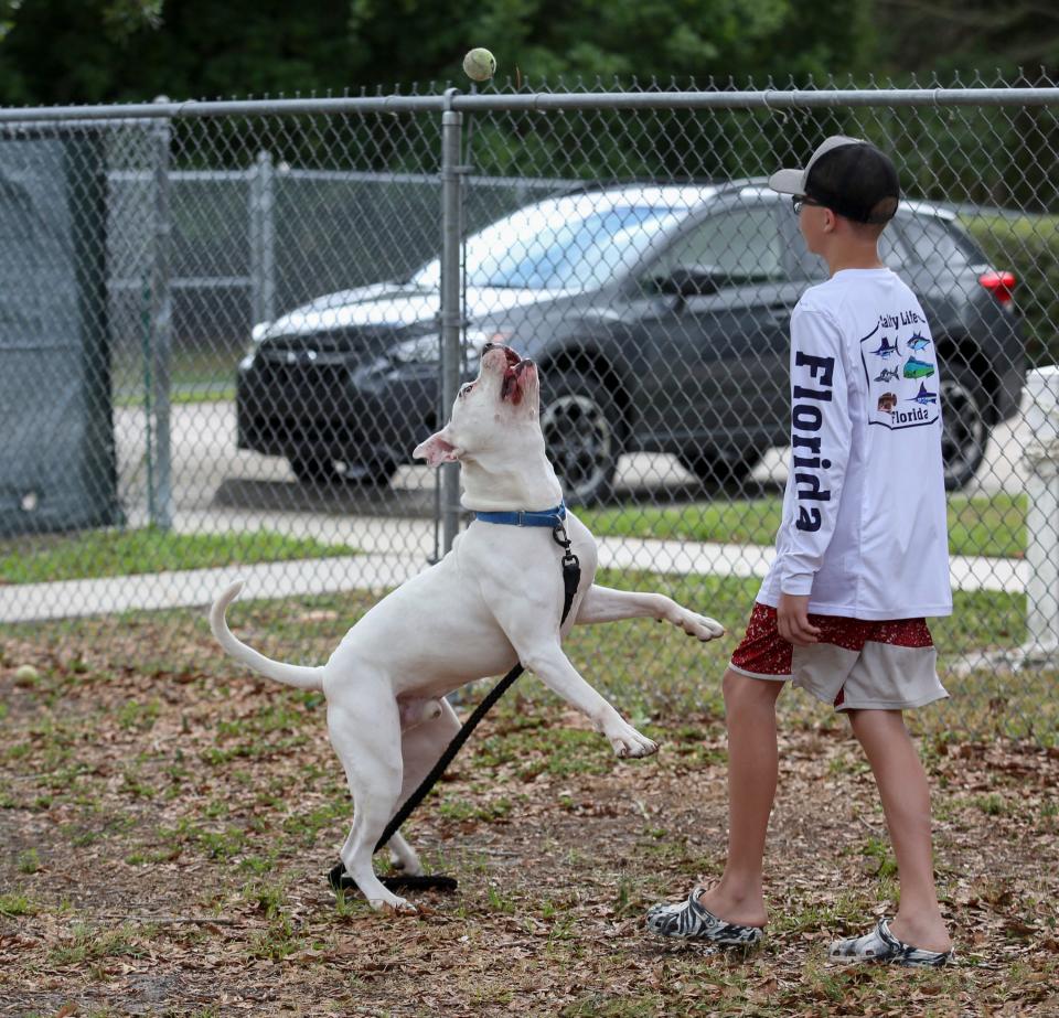 Chandler Velde, 13, of Vero Beach, throws the ball for Little Fry, an adoptable dog, at the Humane Society of Vero Beach and Indian River County on Tuesday, April 11, 2023, in Indian River County. 