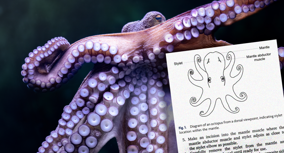 Aussie team creates octopus 'survival guide' as dinner plate delicacy grows in popularity