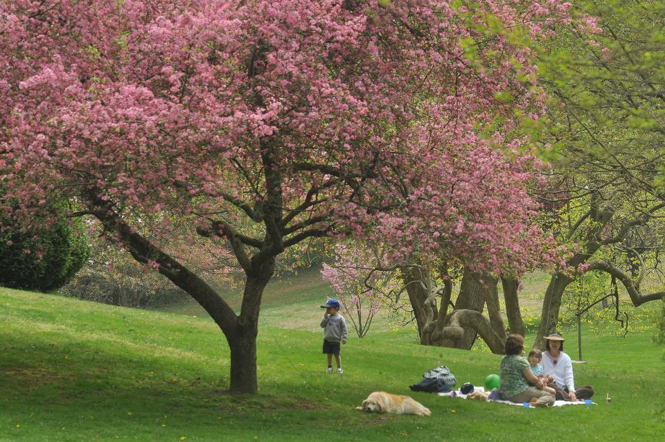 In a painting-like setting, folks relax with their dog in beautiful Valley Garden Park, off Campbell Rod in Greenville. Photo taken 4/23/08