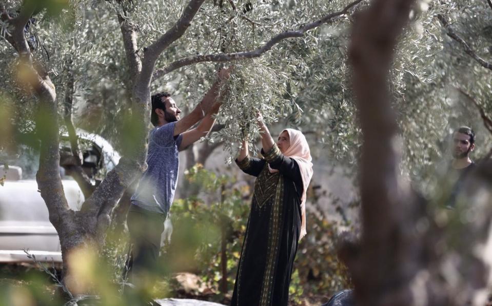 Palestinian farmers in the West Bank have come under attack from Israeli settlers