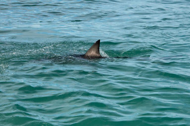 Los tiburones suelen atacar en zonas aisladas.