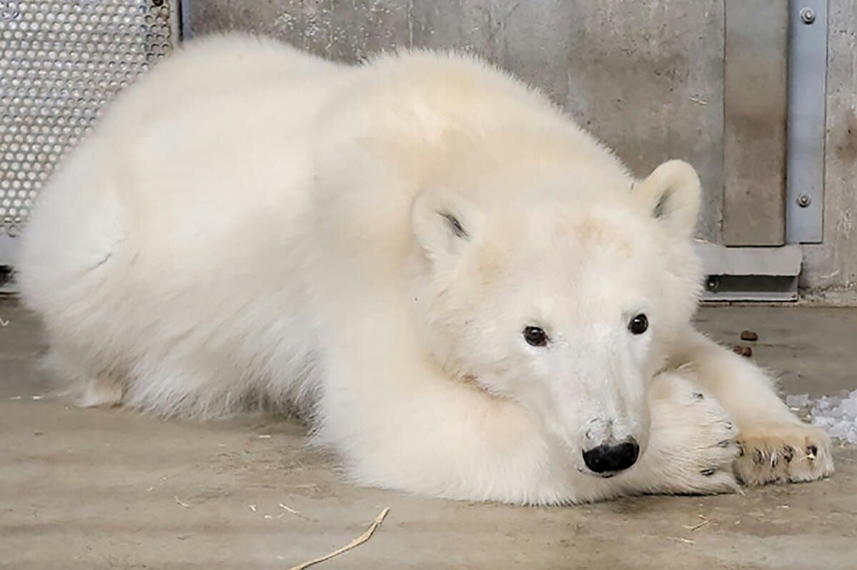 An orphaned polar bear cub roaming Prudhoe Bay that was captured and brought to the Alaska Zoo for its welfare