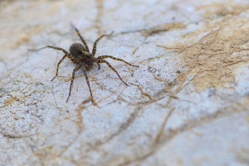 3) Wolf Spider