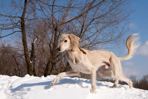 Some historians identify the saluki as a distinct breed of dog as early as 329 BCE in Egypt. For some perspective, that was around the same time when Alexander the Great invaded India.That would make the saluki breed well over 2,000 years old.