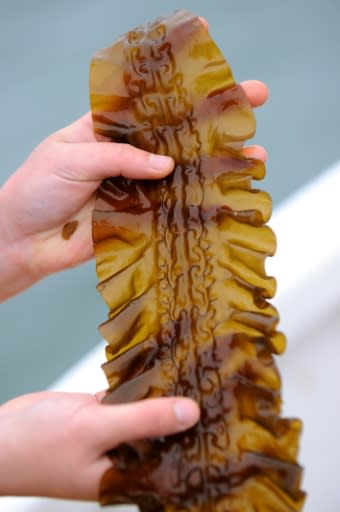 Kelp is one of the fastest-growing plants on earth and it soaks up five times more carbon than plants on land