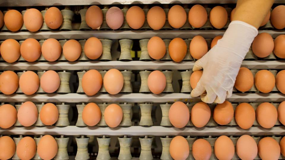 Eier aus Freilandhaltung werden wegen der Geflügelpest Mangelware.