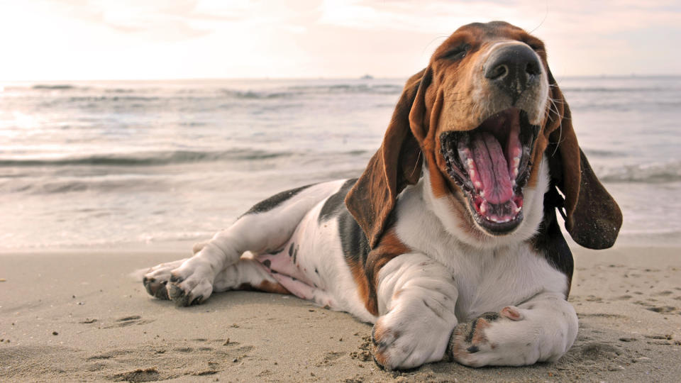 Basset hound on the beach