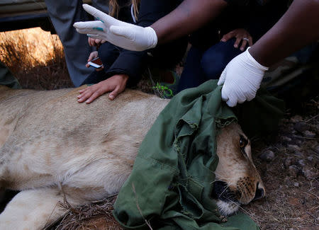 Kenya Wildlife Services veterinarians monitor a tranquilised 5-year-old lioness named Nyala after setting up a radio collar on her neck to track her pride's movements at the Nairobi National Park near Nairobi, Kenya January 23, 2017. REUTERS/Thomas Mukoya