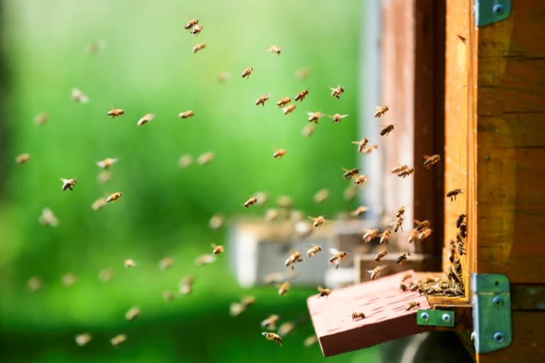 Beekeeping is a cherished national tradition in Slovenia, which has led the way in raising awareness of the plight of bees