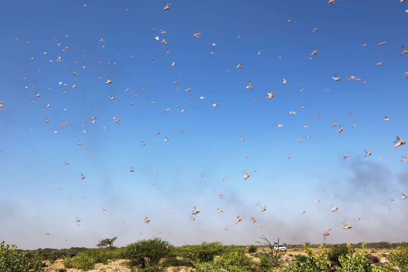 Desert locusts are seen in a grazing land on the outskirt of Dusamareb in Galmudug region