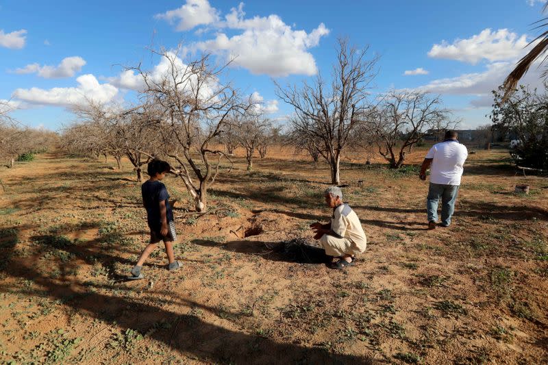 View shows the orange trees field dried at Bouzid farm, after the clashes, in Ain Zara, Tripoli