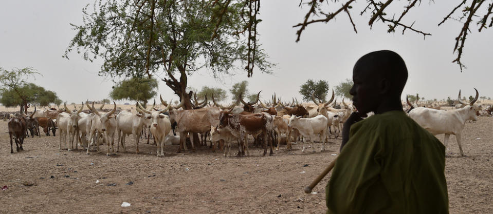 Le pastoralisme représente plus de 60 millions de têtes de bétail en Afrique de l'Ouest et au Sahel, selon la Cedeao. Image d'illustration prise en 2016 d'un éleveur debout à côté d'un bétail de zébus rassemblé autour d'un abreuvoir, dans le village de Kidjendi, dans la région de Diffa, au sud-est du Niger.
