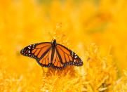 <p><strong>Monarch Butterfly<br><br></strong>The Land of 10,000 Lakes picked the monarch to rule its insect kingdom in 2000. </p>