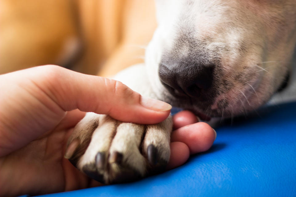 An Hundepfoten tritt sich schnell mal ein Fremdkörper fest - Kernseife kann hierbei helfen (Symbolbild: Getty Images)