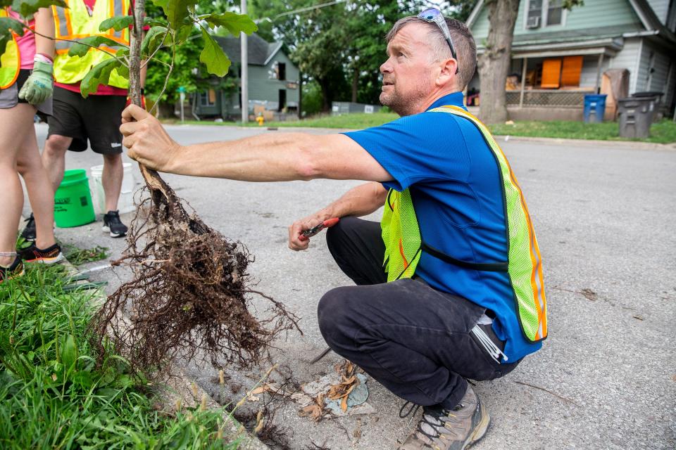 Shane McQuillan, urban forestry project manager for the city of Des Moines, holds up a small tree before planting it on Wednesday, June 30, 2021 in Des Moines.