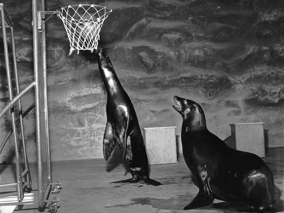 seals playing basketball