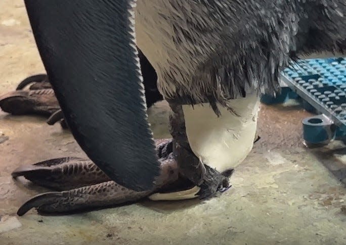 A side view of African penguin Larkin's 3D-printed boot.