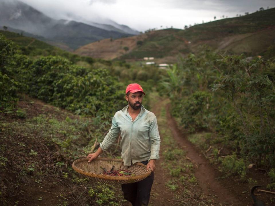  A coffee farmer picks beans on his family’s farm in Brazil.