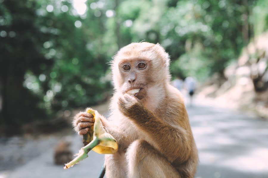 Portrait of monkey. Close-up monkey have a rest. Fooling around. Eating bananas. Thailand