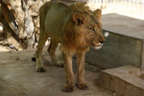 According to reports, they have barely eaten in weeks, with the zoo's owners struggling to feed them, with some losing around two-thirds of their body weight.