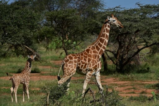 In Kenya, Somalia and Ethiopia, reticulated giraffe numbers fell 60 percent in the roughly three decades to 2018