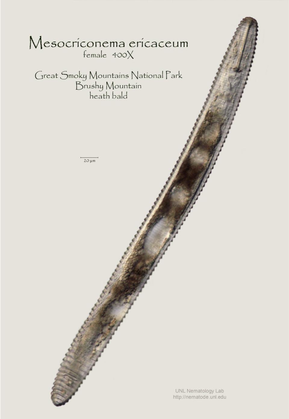 A light micrograph of Mesocriconema ericaceum, a new species of nematode discovered by Thomas Powers and his team in a heath bald in the Smoky Mountains.