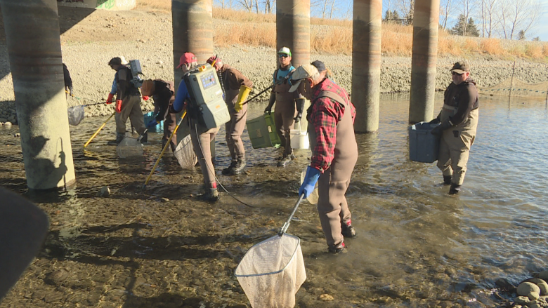 Volunteers save 25,000 fish from canal deaths this year