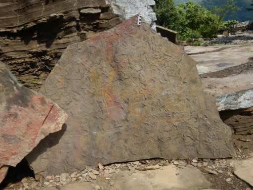 This Virginia Tech University handout picture shows fossilised traces left by the Yilingia spiciformis millions of years ago