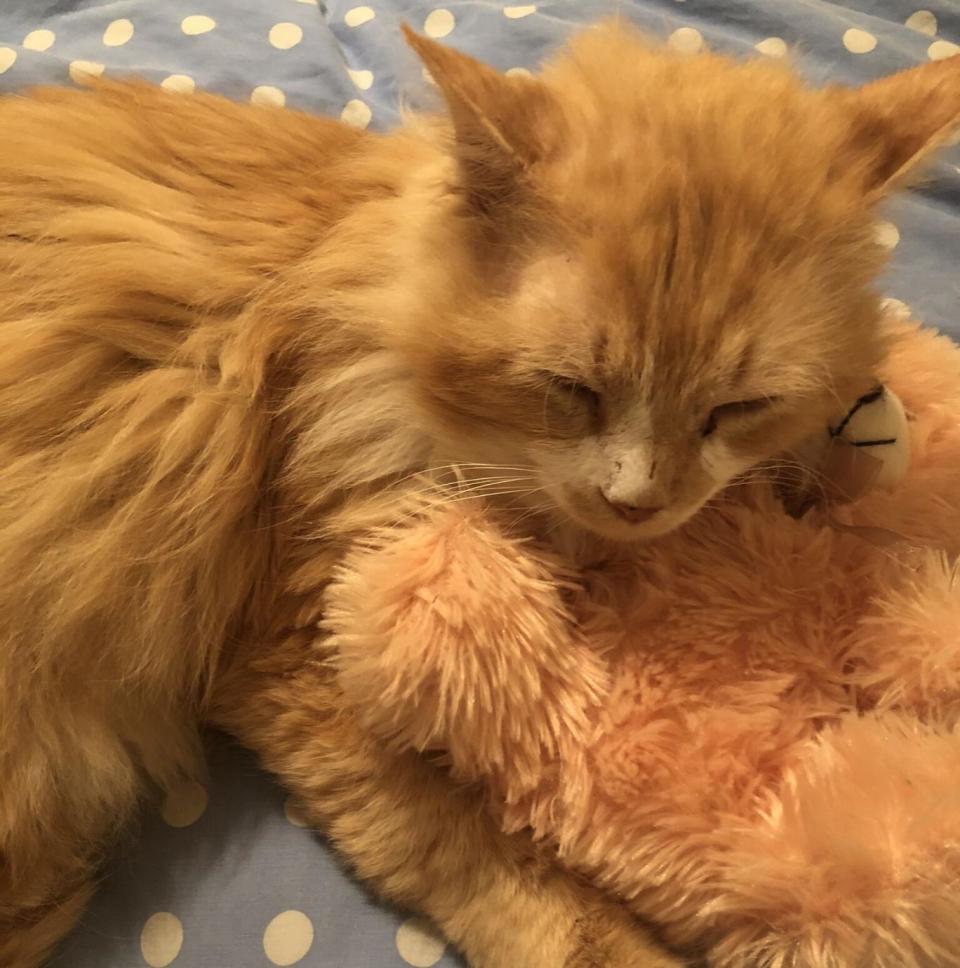 Toby the cat settles into his temporary home at the SPCA shelter in Raleigh (SPCA)