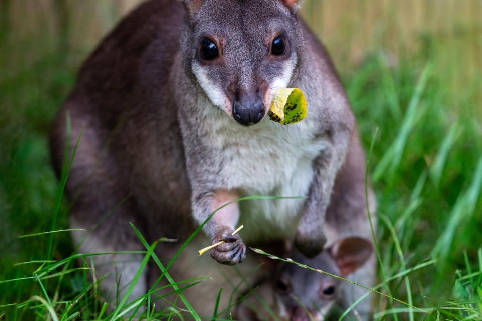 Känguru Finja mit ihrem Baby.<span class="copyright">© 2020 Tierpark Berlin</span>