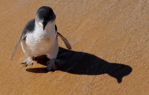 This file picture, taken in 2009, shows a little penguin walking on the beach near Sydney. Australia has announced plans to create the world's largest network of marine parks to protect ocean life, with limits placed on fishing and oil and gas exploration off the coast