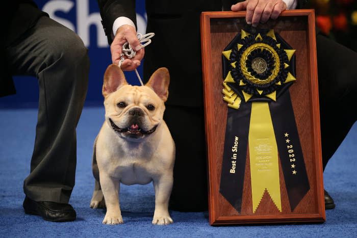 Winston, a French bulldog who was the 2022 National Dog Show Best In Show winner.