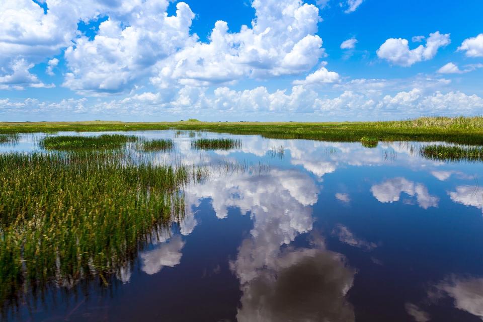 Amazing natural landscape at Everglades, southern Florida, USA