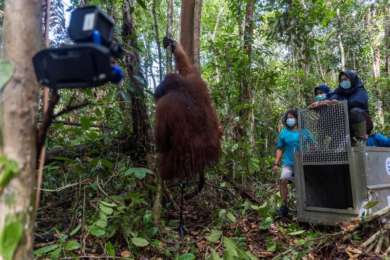 Indonesia releasing a male Borneo orangutan into conservation forest. of Tanagupa, part of Gunung Palung National Park, in North Kayong regency
