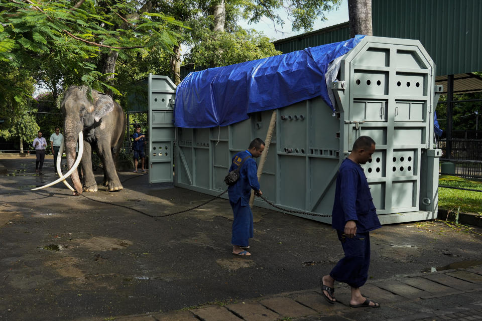 Mahouts take Asian elephant Sak Surin, gifted by the Thai Royal family, towards a container at the national zoological garden in Colombo, Sri Lanka, Tuesday, June 27, 2023. Sak Surin, or the honor of the Thai province of Surin, spends its last hours in Sri Lanka its adopted home, awaiting to be airlifted back to its country of birth after alleged abuse. (AP Photo/Eranga Jayawardena)