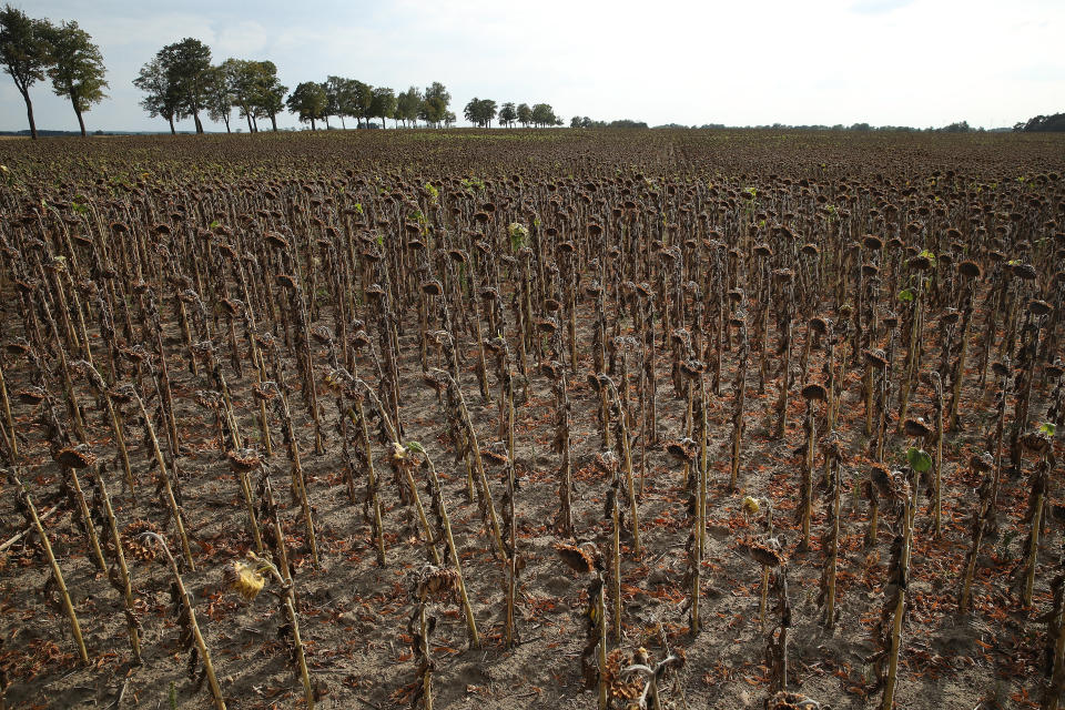 Government considers aid to drought-affected farmers