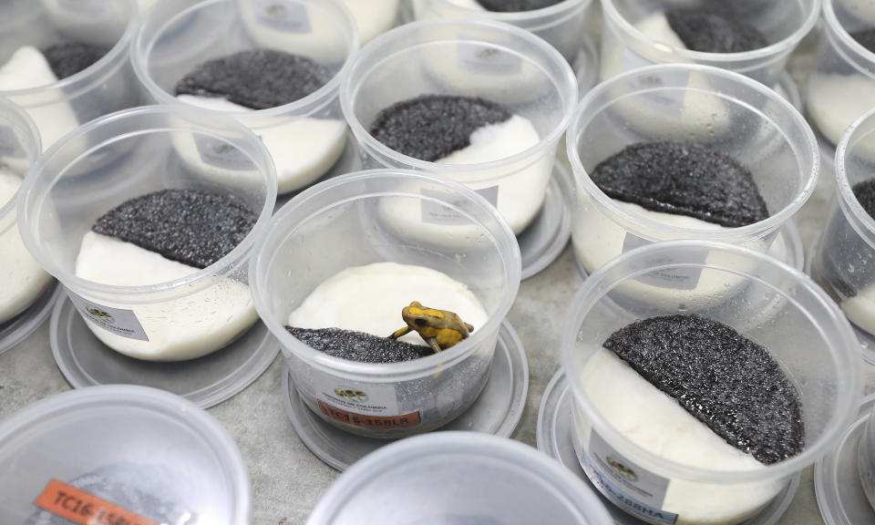 An Oophaga histrionica "Tado" rests in a container, ready to be packed for export to the U.S. at the “Tesoros de Colombia” breeding center in Cundinamarca, Colombia, Tuesday, April 23, 2019. "For our own safety, we try not to disclose details of our location," Iván Lozano, owner of the center, said. (AP Photo/Fernando Vergara)