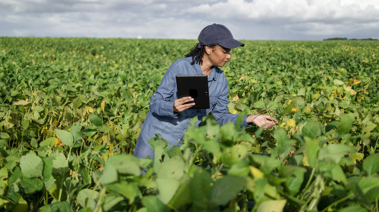 Person inspecting plants in a soy bean field