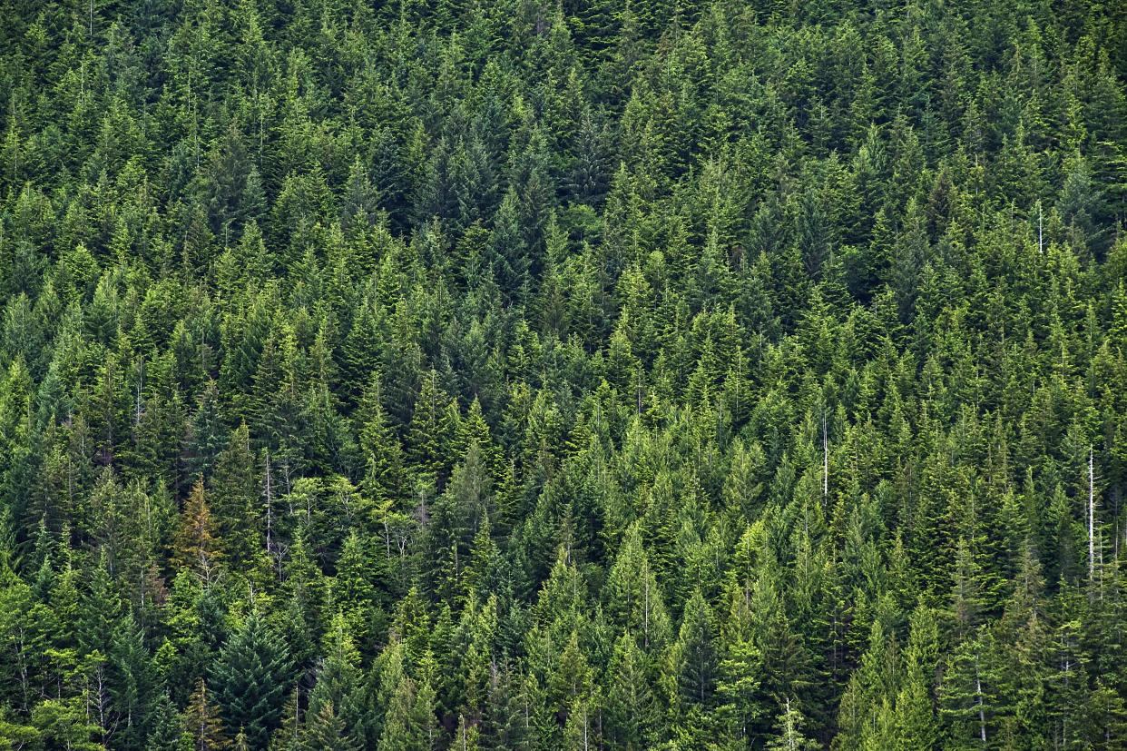 A view of the lush boreal forest in Canada. (Photo: John Greim/LightRocket via Getty Images)