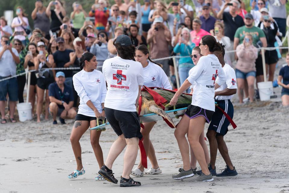 Volunteers from Loggerhead Marinelife Center in Juno Beach carry Sandy the loggerhead sea turtle to the beach on Thursday, Oct. 26, 2023. Sandy spent four months in rehabilitation at the center for a variety of injuries and ailments before crawling into the ocean.