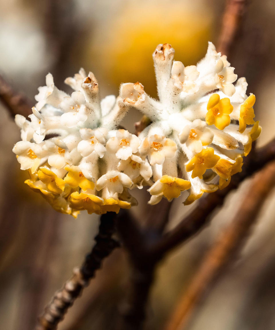 Edgworthia chrysantha in bloom in spring