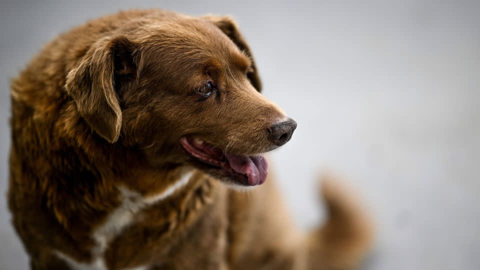 Bobi pictured in February 2023. - Patricia de Melo Moreira/AFP/Getty Images