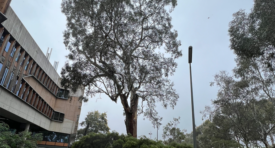 The river red gum is known to pre-date white settlement. Source: James Shugg