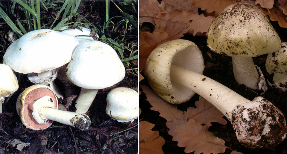 Yellow-stainer mushrooms (left) and death cap mushrooms (right) 