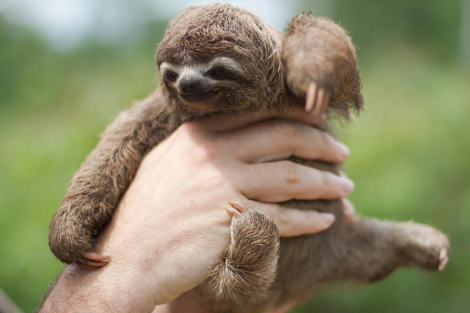 Happy International Sloth Day! Enjoy These 12 Snuggly Pics of Our Favorite Furry Creatures