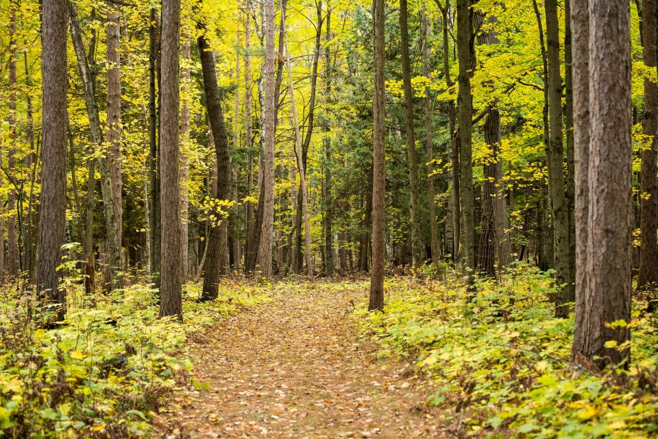 A trail view taken Oct. 22, 2021 at Potawatomi State Forest in Sturgeon Bay, Wis.