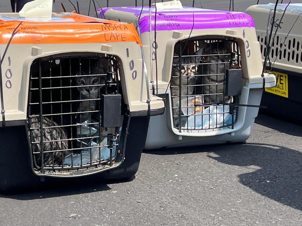 On Wednesday, Aug. 3, about 150 cats from Florida were flown to New Bedford Regional Airport to be adopted out of Southeastern Massachusetts shelters as part of a new ASPCA program.