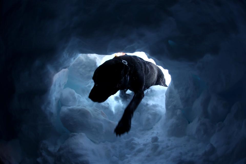 A dog searches for survivors during a life-saving exercise after avalanche at the Glacier 3000 in Les Diablerets, Switzerland, December 6, 2019. REUTERS/Denis Balibouse